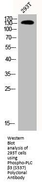 Phospho-PLCB3 (S537) Antibody