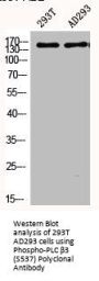 Phospho-PLCB3 (S537) Antibody