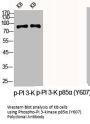 Phospho-PIK3R1 (Y607) Antibody