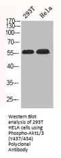 Phospho-AKT1/AKT3 (Y437/434) Antibody