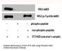 Phospho-FRS2 (Y436) Antibody