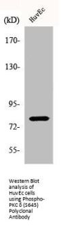 Phospho-PRKCD (S645) Antibody