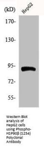 Phospho-HSP90AB1 (S254) Antibody