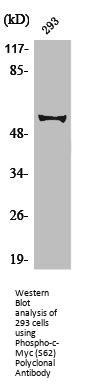 Phospho-MYC (S62) Antibody