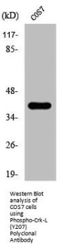Phospho-CRKL (Y207) Antibody
