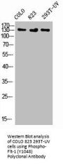 Phospho-FLT1 (Y1048) Antibody