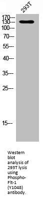 Phospho-FLT1 (Y1048) Antibody