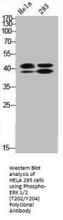 Phospho-MAPK3/MAPK1 (T202/Y204) Antibody