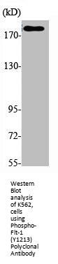 Phospho-FLT1 (Y1213) Antibody