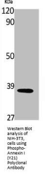 Phospho-ANXA1 (Y21) Antibody
