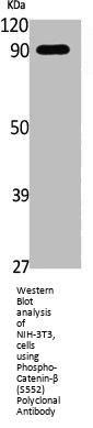 Phospho-CTNNB1 (S552) Antibody