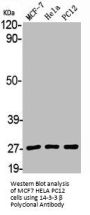 YWHAB Antibody