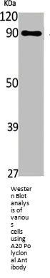 TNFAIP3 Antibody