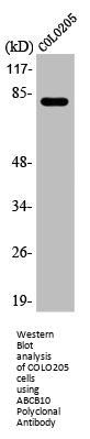 ABCB10 Antibody