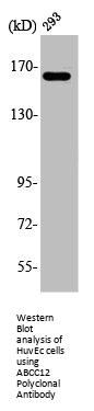 ABCC12 Antibody