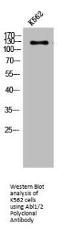 Abl1/2 Polyclonal Antibody
