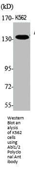 Abl1/2 Polyclonal Antibody