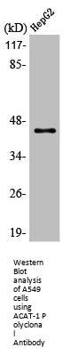 ACAT1 Antibody