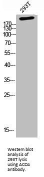 ACACA Antibody