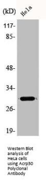 ADIPOQ Antibody