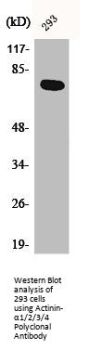 ACTN1/ACTN2/ACTN3/ACTN4 Antibody