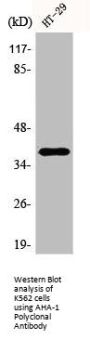 AHSA1 Antibody