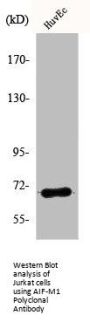 AIFM1 Antibody