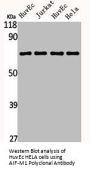 AIFM1 Antibody