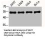 AKT1/AKT2/AKT3 Antibody