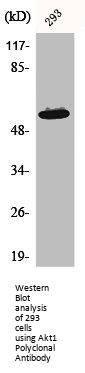 AKT1 Antibody