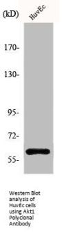 AKT1 Antibody