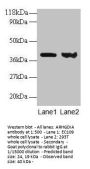 ARHGDIA Antibody