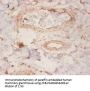 ARHGDIA Antibody