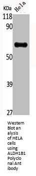 ALDH1B1 Antibody