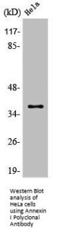 ANXA1 Antibody