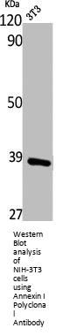 ANXA1 Antibody