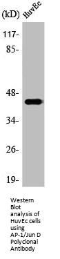 AP-1/Jun D Polyclonal Antibody