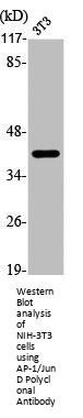 AP-1/Jun D Polyclonal Antibody