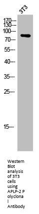 APLP2 Antibody