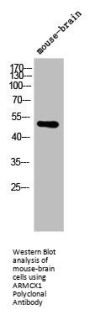 ARMCX1 Antibody