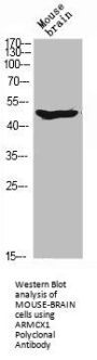 ARMCX1 Antibody
