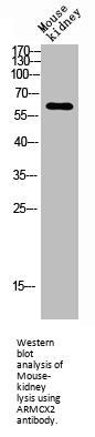 ARMCX2 Antibody