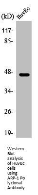 NR2F2 Antibody