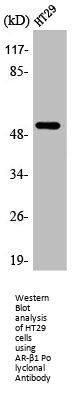 ADRB1 Antibody
