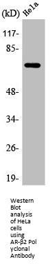 ADRB2 Antibody