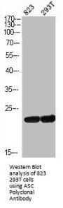 PYCARD Antibody
