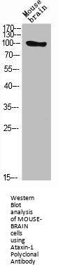 Ataxin-1 Polyclonal Antibody