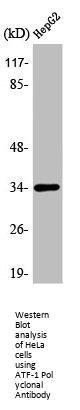 ATF1 Antibody
