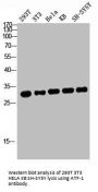 ATF1 Antibody