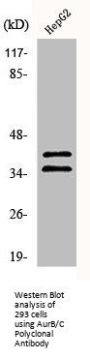 AURKB/AURKC Antibody